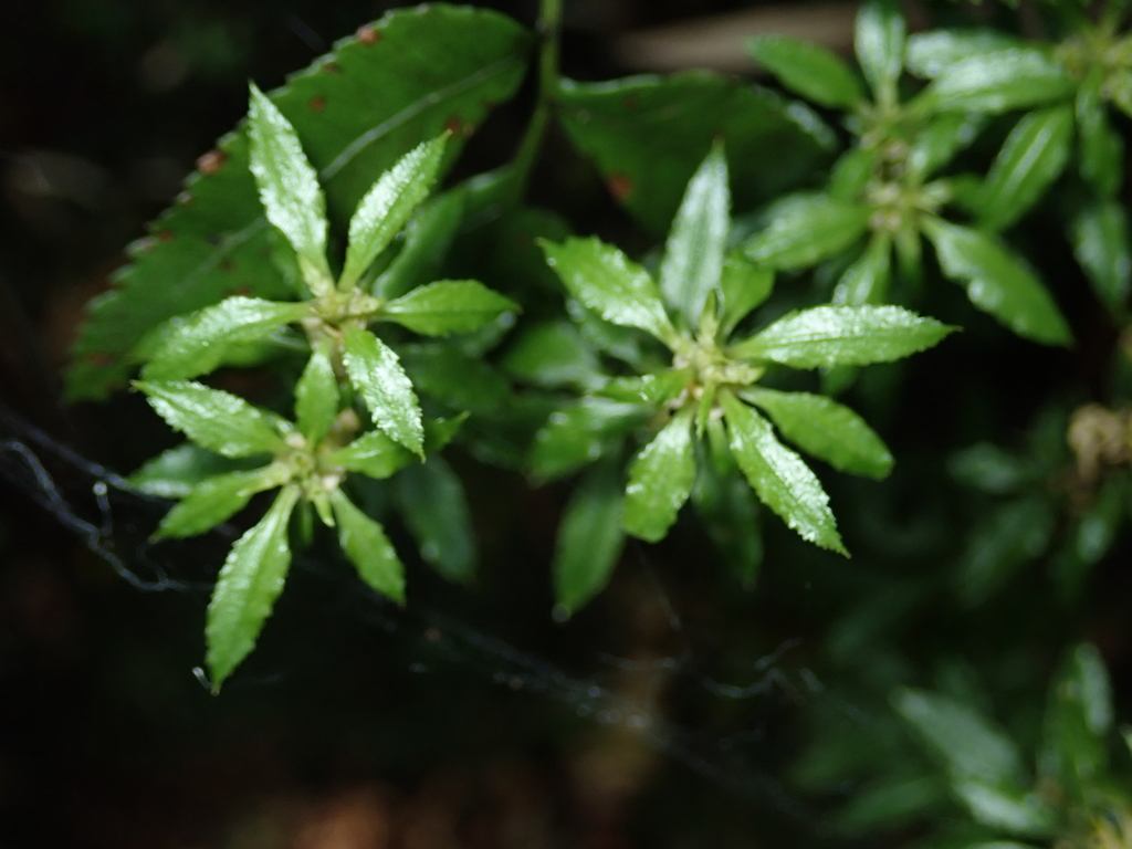 firmosses