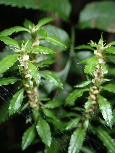 Huperzia serrata