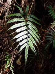 Arachniodes rhomboidea