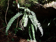 Asplenium gueinzianum