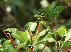 Machilus chekiangensis
