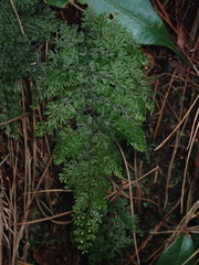Hymenophyllum polyanthon