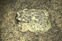 Anaxyrus californicus