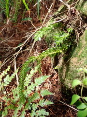 Phlegmariurus fordii