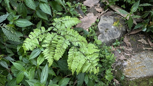 Cornopteris opaca iNat (3)