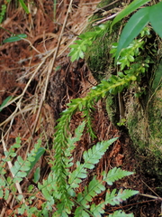 Phlegmariurus fordii