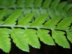 Athyrium erythropodum