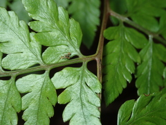 Athyrium erythropodum
