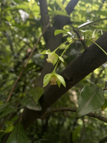 Diospyros cathayensis iNat (1)