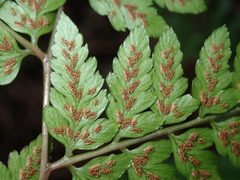 Athyrium erythropodum