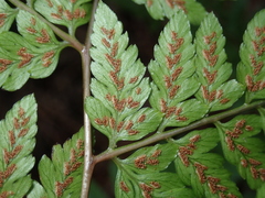 Athyrium erythropodum