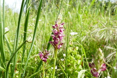 Anacamptis coriophora fragrans