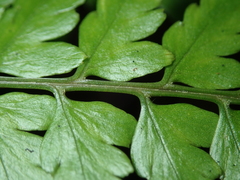 Athyrium erythropodum