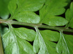 Athyrium erythropodum
