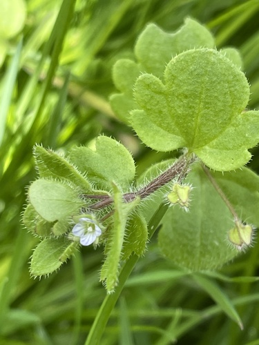 Pink Ivy-leaved Speedwell