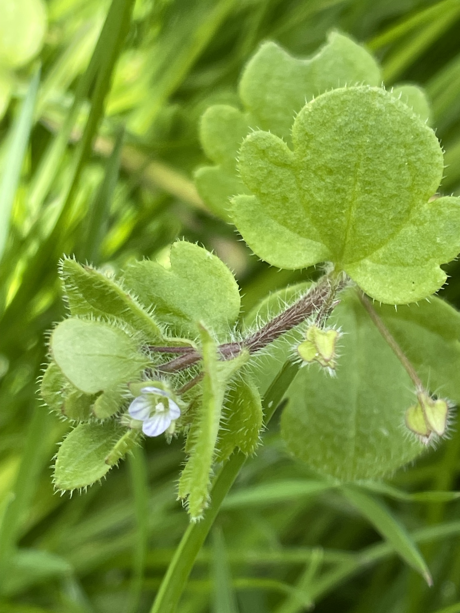 Veronica sublobata