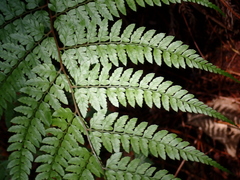 Athyrium erythropodum