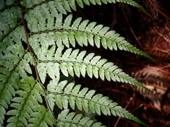 Athyrium erythropodum