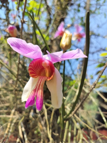 Foto de Orquídea-borboleta