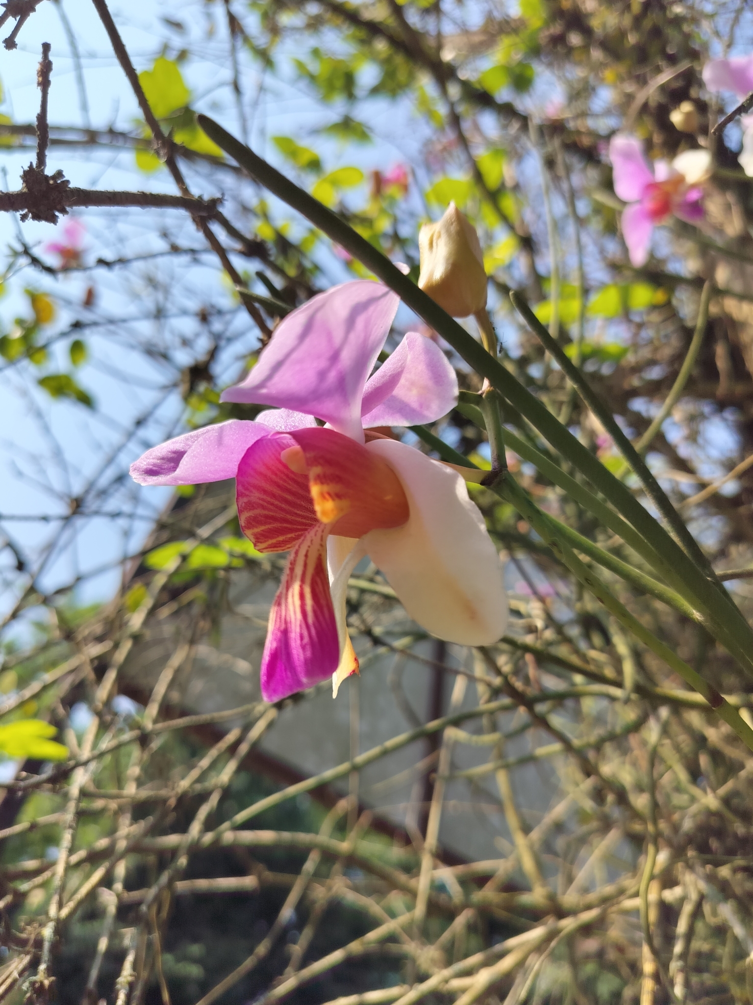 Imagem de Orquídea-borboleta