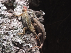 Horrible Spiny Lizard photo 2