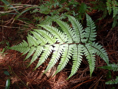 Athyrium erythropodum