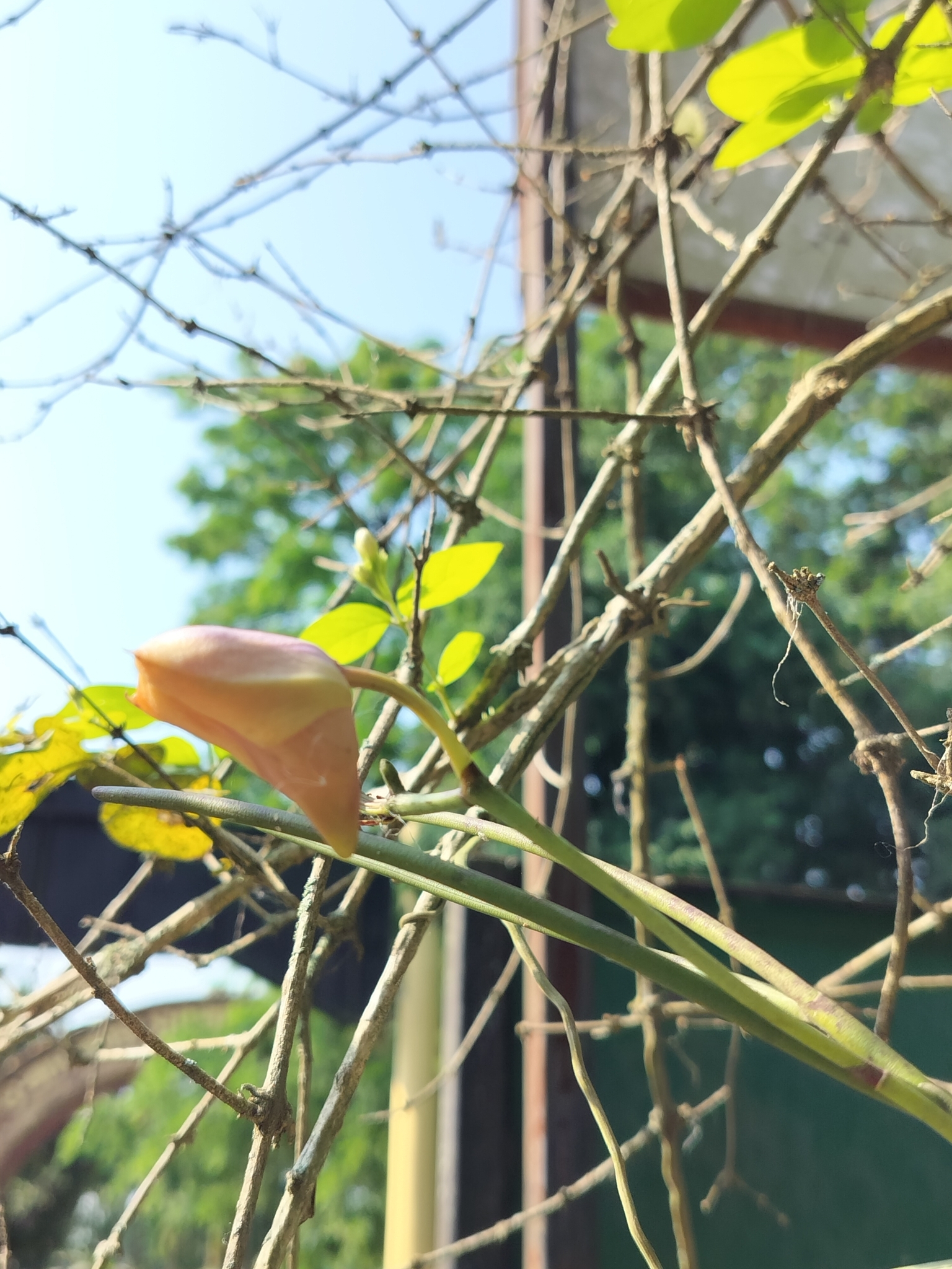 Imagem de Orquídea-borboleta