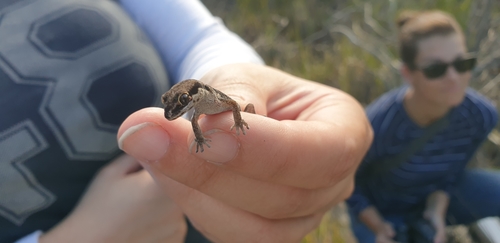 Pachydactylus geitje