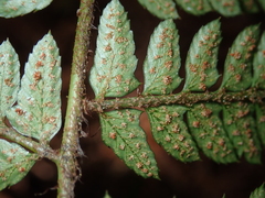 Polystichum biaristatum