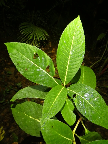 Image of Sanchezia parvibracteata by (c) Kai Squires, some rights reserved (CC BY)