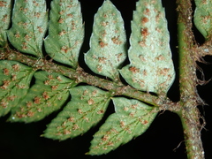 Polystichum biaristatum
