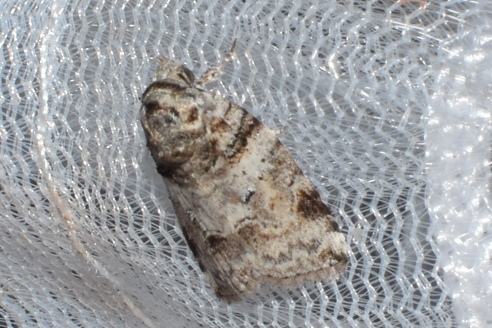Garella vallata from Alstonville NSW 2477, Australia on April 10, 2024 ...