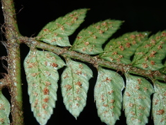 Polystichum biaristatum