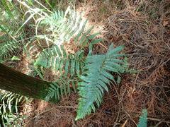 Polystichum biaristatum