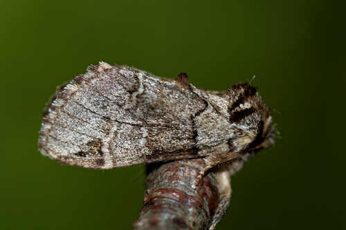 Drymonia obliterata