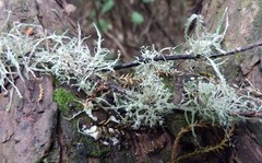Ramalina glaucescens