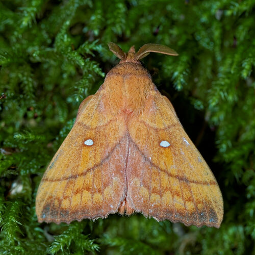 Odonestis pruni