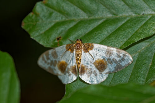 Abraxas sylvata