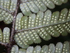 Dryopteris lepidopoda