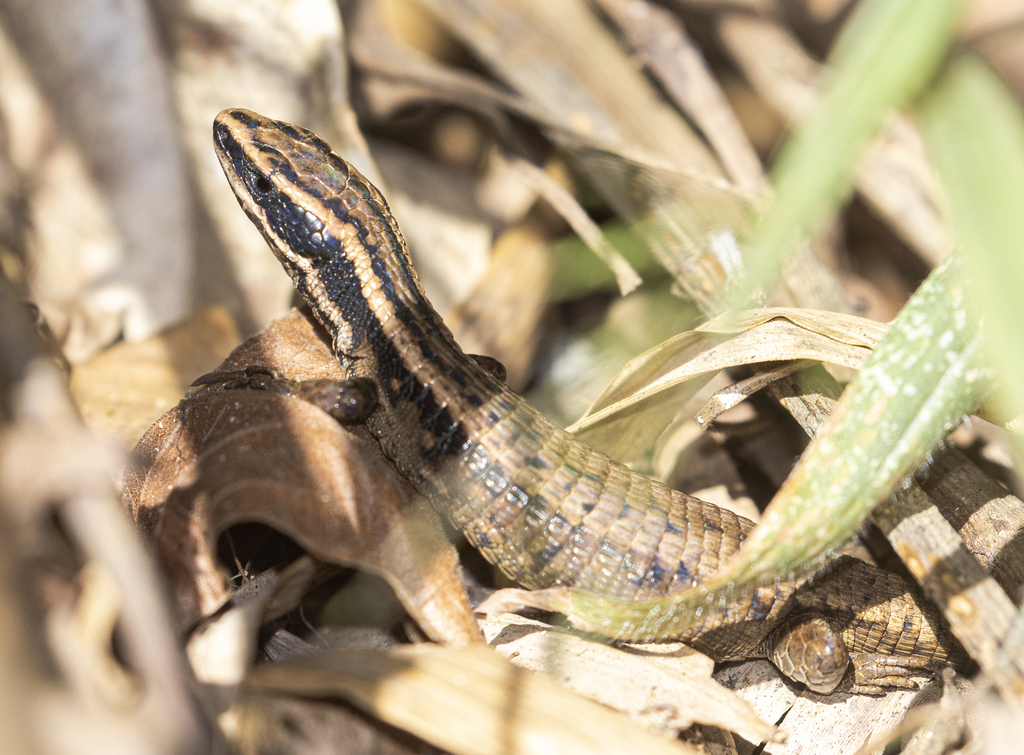 Anomalous Cercosaura