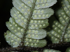 Dryopteris lepidopoda