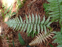 Dryopteris lepidopoda