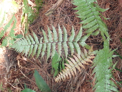 Dryopteris lepidopoda