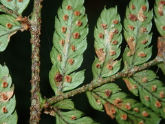 Dryopteris formosana