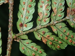 Dryopteris formosana