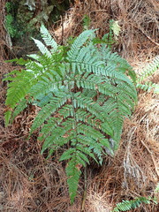 Dryopteris formosana