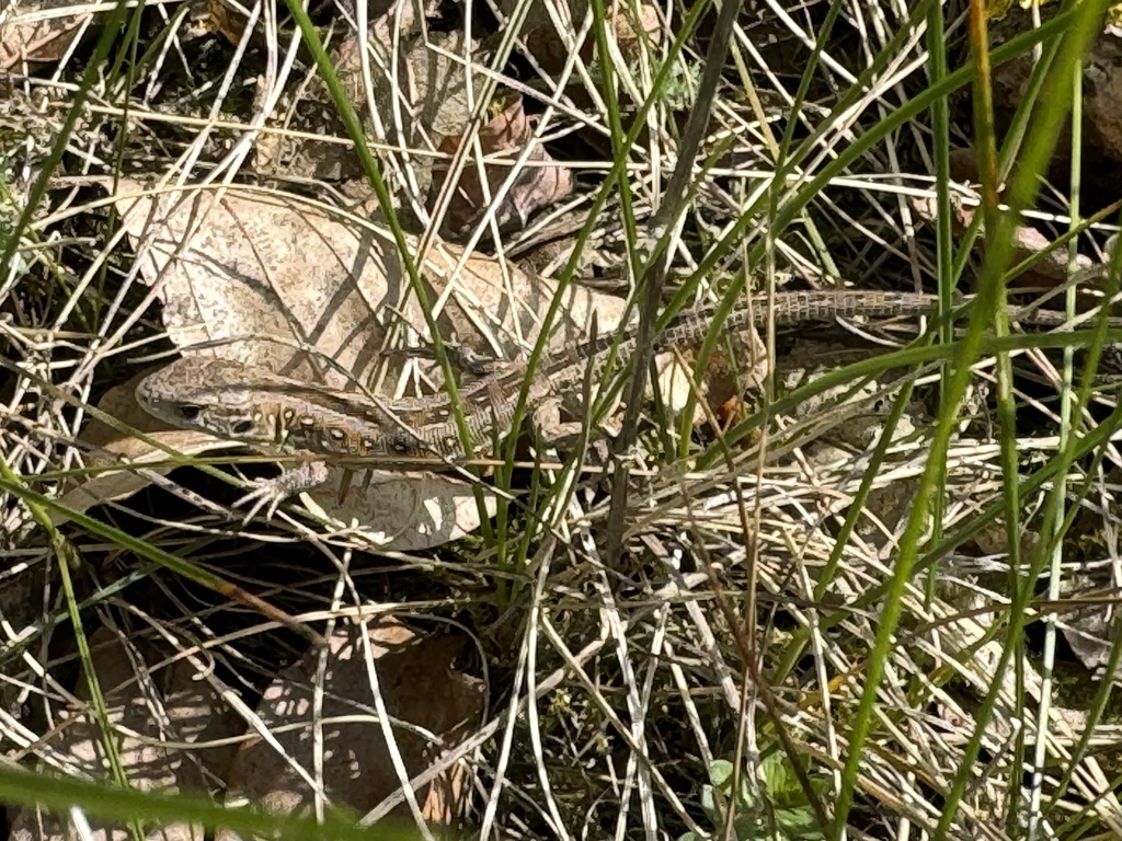 Sand Lizard from B96, Oranienburg, Brandenburg, DE on April 23, 2024 at ...