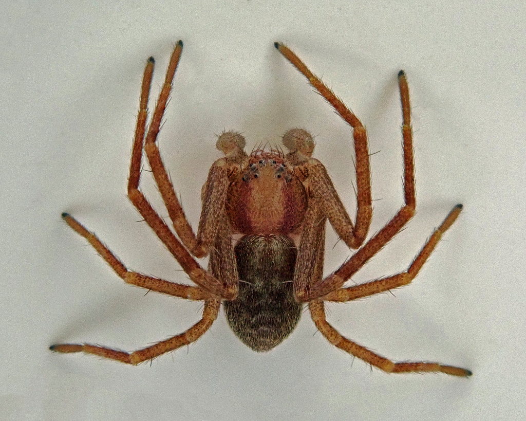 Running Crab Spiders from Salem, NH 03079, USA on April 23, 2024 at 07: ...