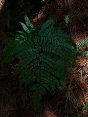 Dryopteris formosana