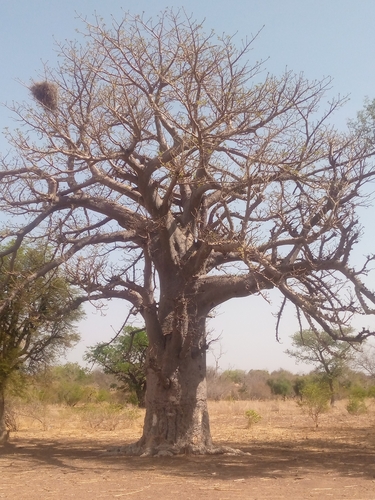 African baobab